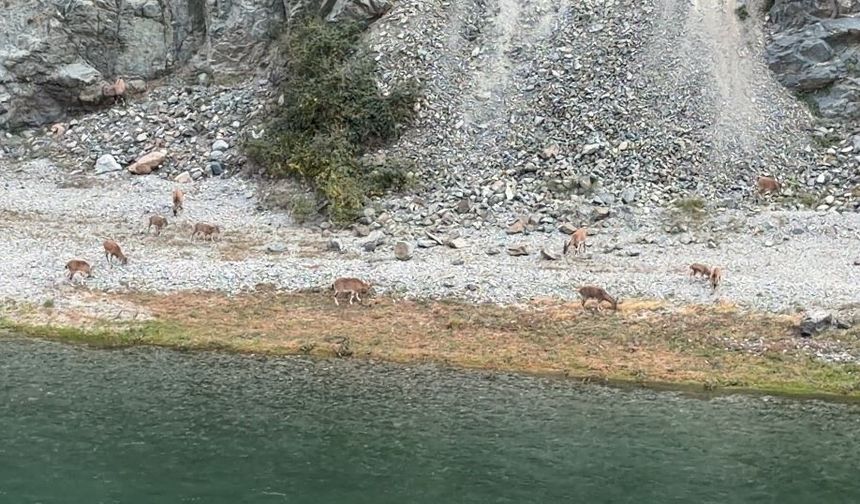 Artvin’de dağ keçileri sürüsü ilk kez bu kadar kalabalık görüntülendi