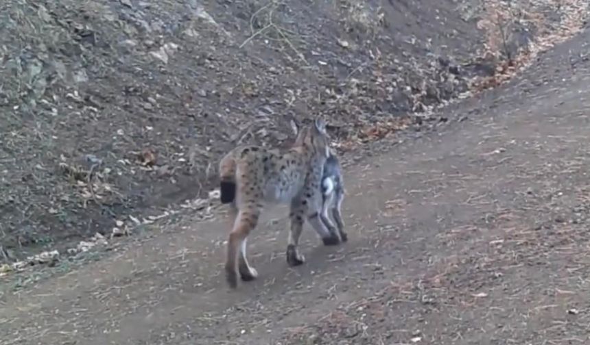 Avını taşıyan vaşak kamerada