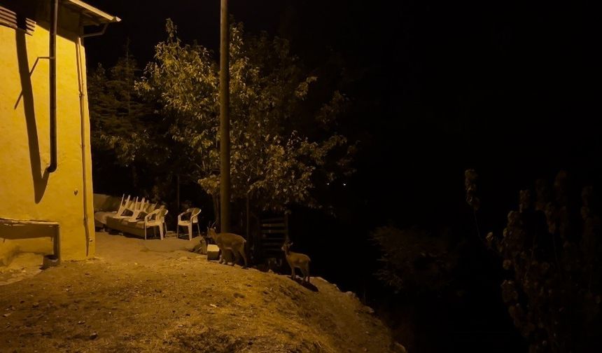 Dağ keçileri evlerin arasında yiyecek ararken görüntülendi