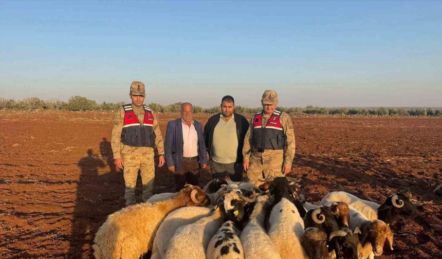 Kilis’te kaybolan 19 küçükbaş hayvan jandarma tarafından bulundu