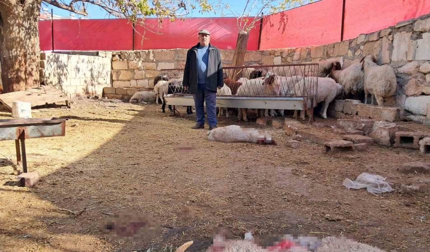 Kilis’te kurt saldırısında 3 küçükbaş telef oldu