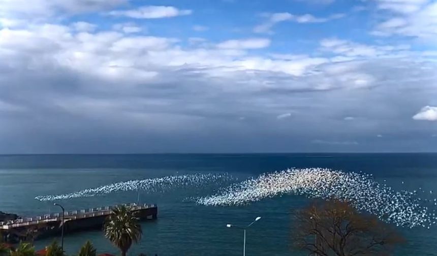 Martıların deniz üstündeki dansı izleyenleri hayran bıraktı