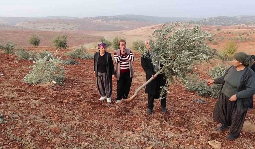 Adıyaman’da 10 bin ağaç kırılarak yok edildi