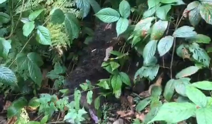 Ağaçta Mahsur Kalan Yavru Ayı, İtfaiye Tarafından Kurtarıldı