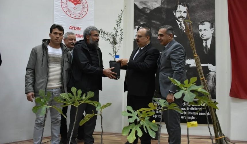 Aydın’da üreticilere 74 bin 90 fide dağıtılacak