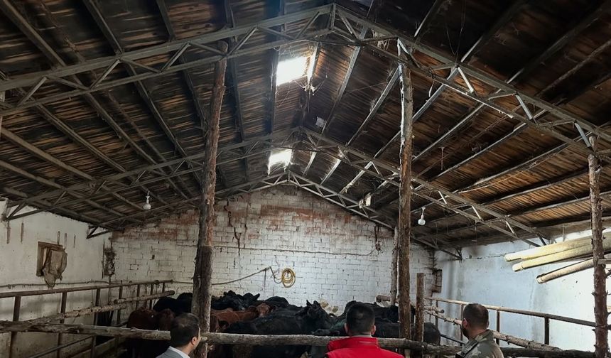 Aydıntepe’de hayvancılığa destek projesinde ilk hayvan teslimi yapıldı