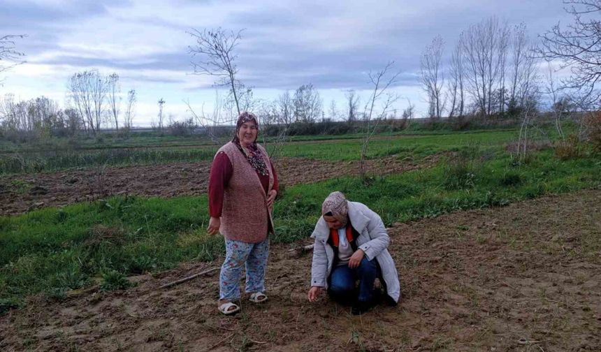 Babaeski’de sera ve sarımsak üretim alanlarında üretim şartları kontrol edildi