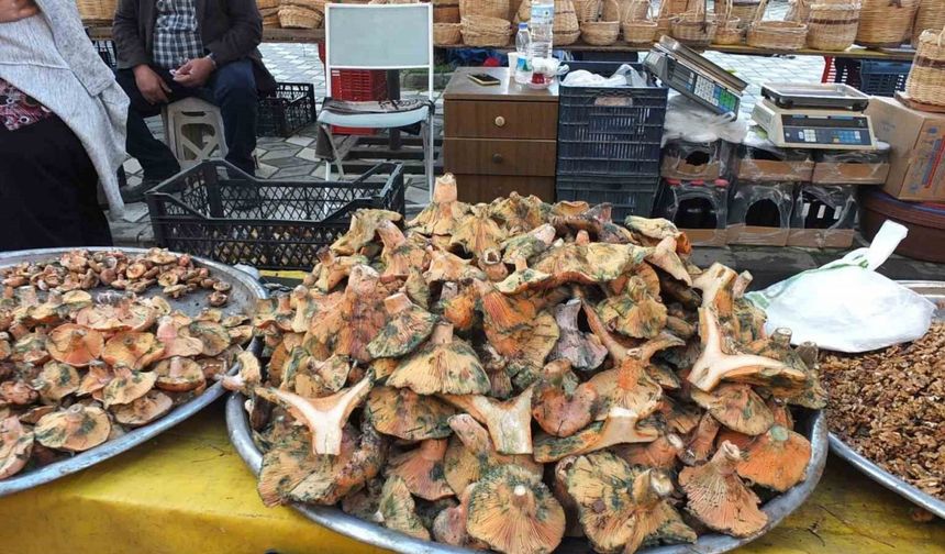 Balıkesir’de yağmur yağdı, mantar fışkırdı