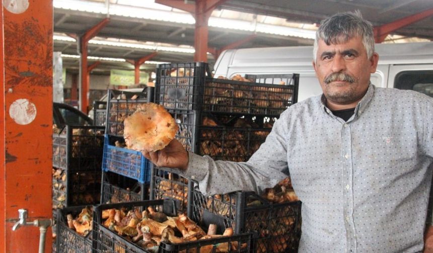 Bayramiç’te kanlıca mantarı köylünün gelir kapısı oldu