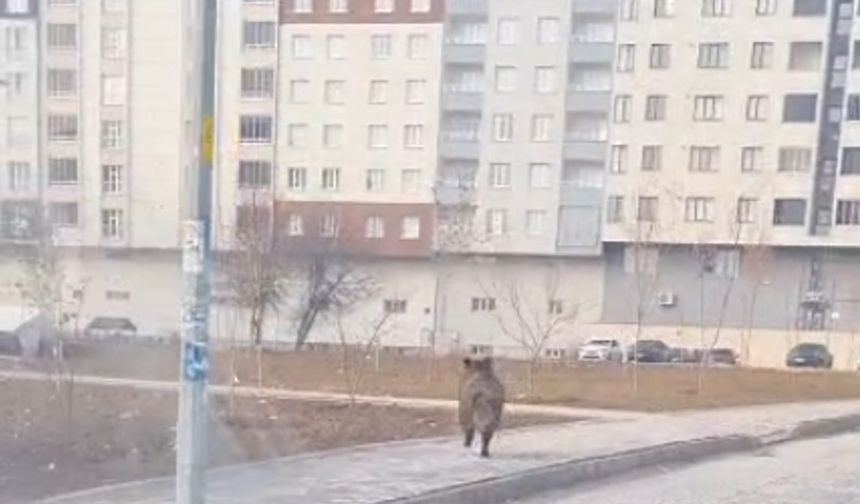 Bitlis’te ilçe merkezinde yaban domuzu paniği