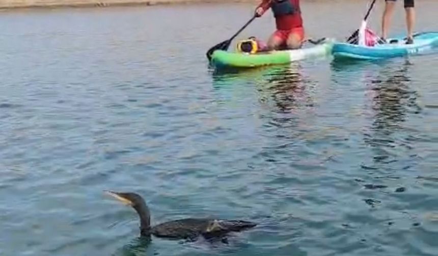 Botan Vadisi’nde yaralı bulunan karabatağı kurtarma çabası yetersiz kaldı