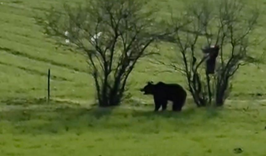 Çanakkale’de köy yoluna inen ayı cep telefonu kamerasına yansıdı