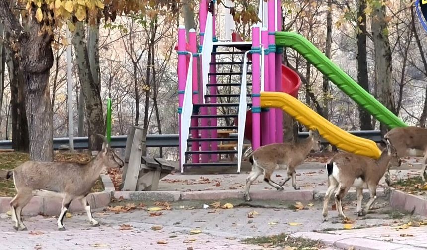 Çocuklar okula gidince, çocuk parkı yaban keçilerine kaldı