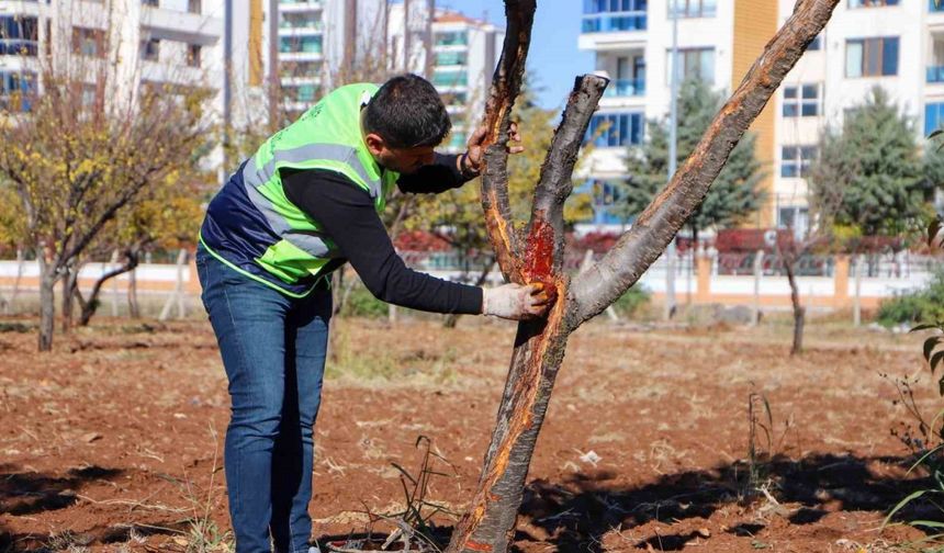 DBB özel yöntemlerle ağaçları tedavi ediyor