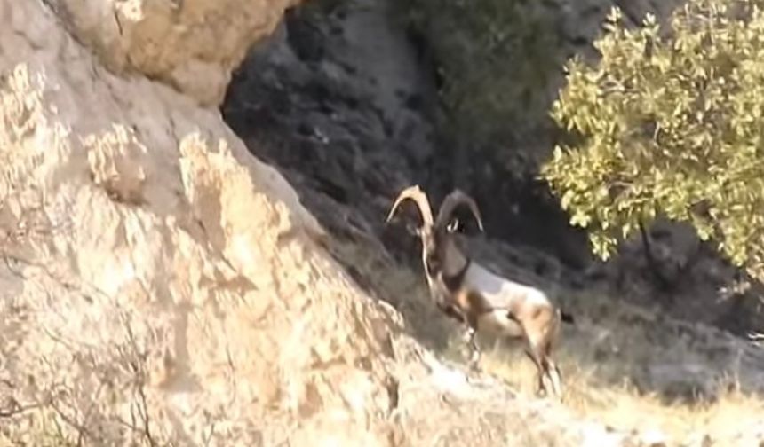 Diyarbakır’da koruma altındaki dağ keçileri görüntülendi