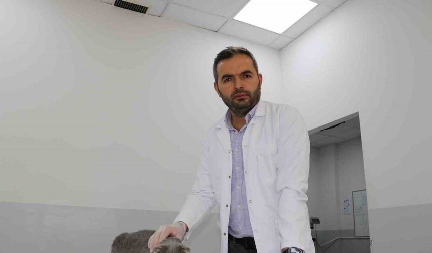 Ekmek kavgası bitti, kedi ve köpekler dost oldu