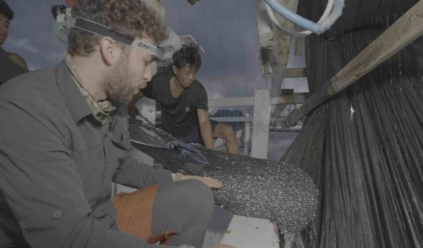 Endonezya’da ağlara takılan balina köpekbalığı uzun uğraşlar sonucu kurtarıldı