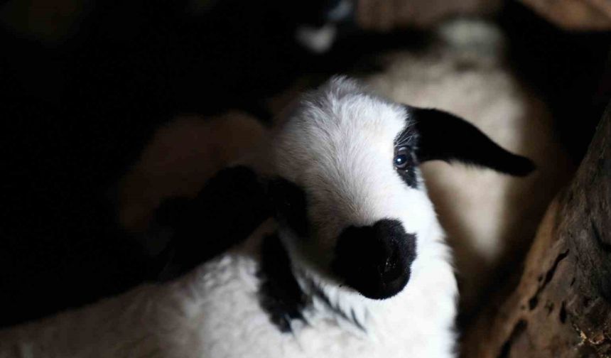 Erzincan’da yılın son kuzuları üreticilerin yüzünü güldürdü