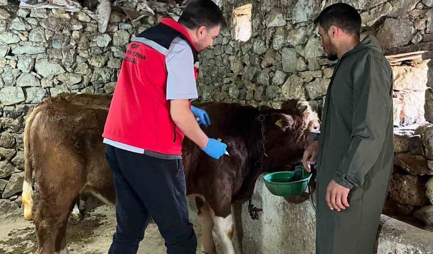 Giresun’da 450 binden fazla hayvan aşılandı