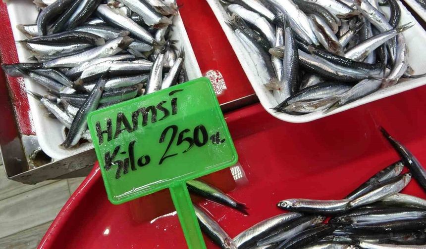 Hamsi bolluğu av baskısı oluşturdu: Şok tesislerinde, taşıyıcı kamyonlarda yer kalmadı