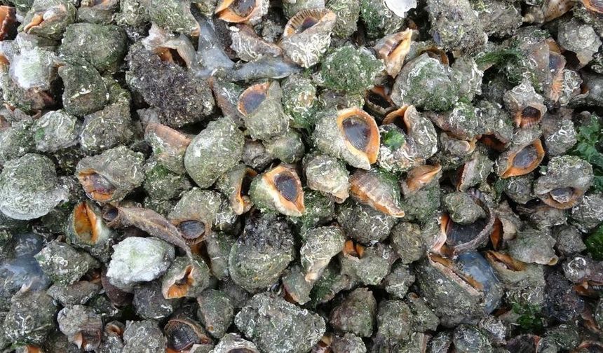 Karadeniz için en büyük iki tehdit: "Deniz salyangozu ve taraklı medüz"