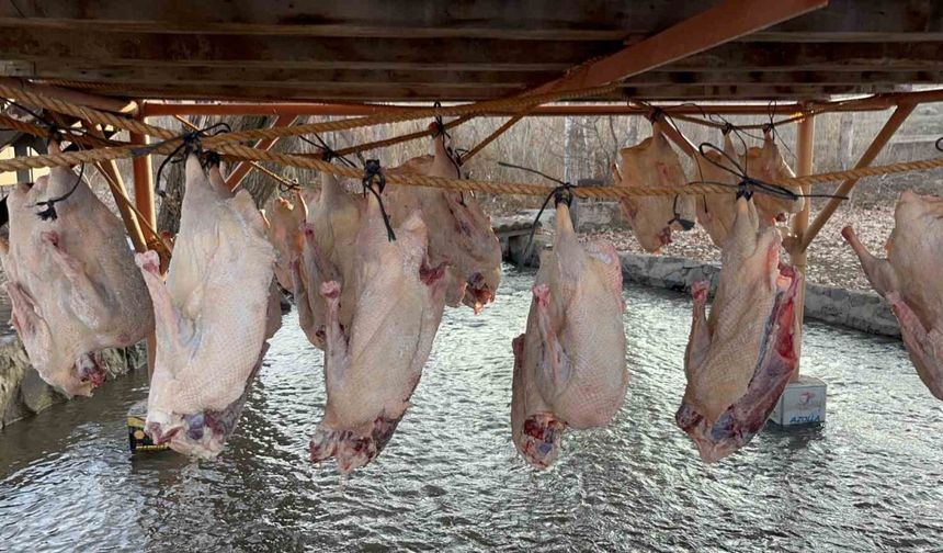 Kars kazı geleneksel yöntemlerle kurutuluyor: Kış sofralarının vazgeçilmezi hazırlanıyor