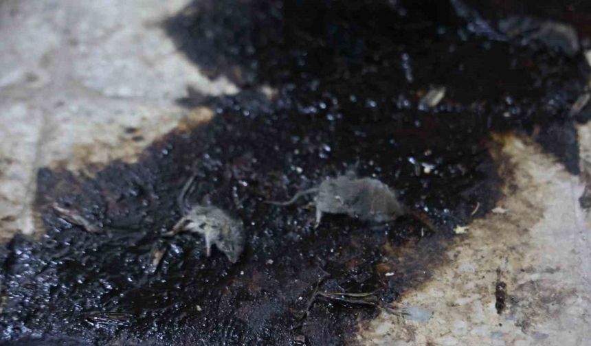 Kilis’te hijyen şartlarına aykırı üretim yapan işletmeye 105 bin TL ceza