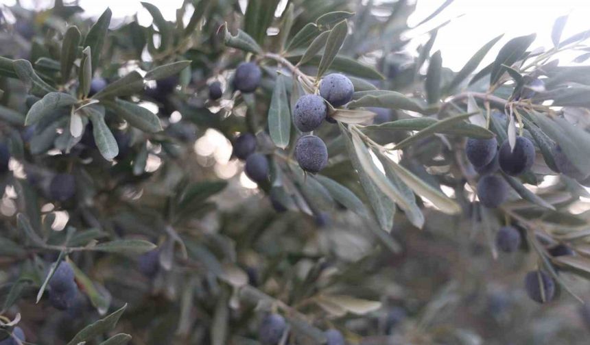 Kuraklık zeytin hasadında yağ verimini olumsuz etkiledi
