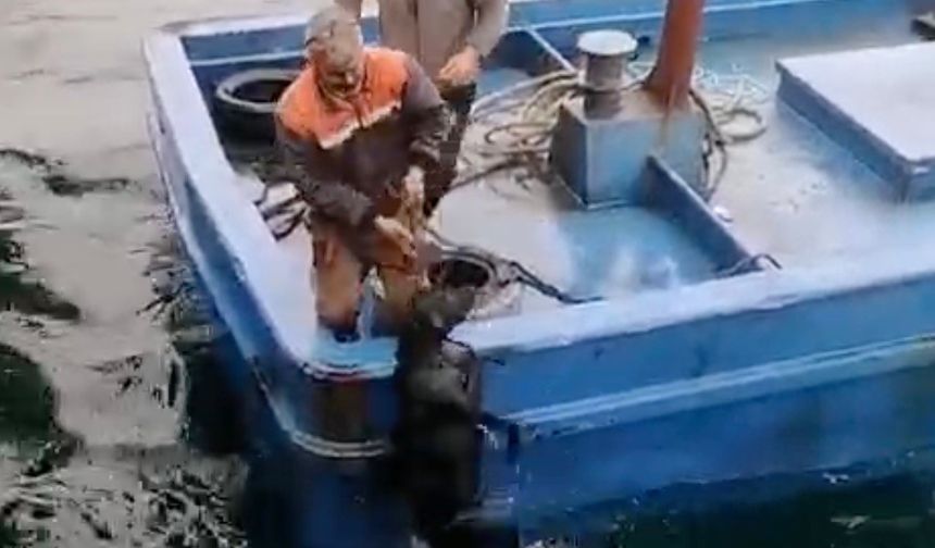 Lapseki’de iskelede denize düşerek sürüklenen köpeğin yardımına balıkçılar yetişti