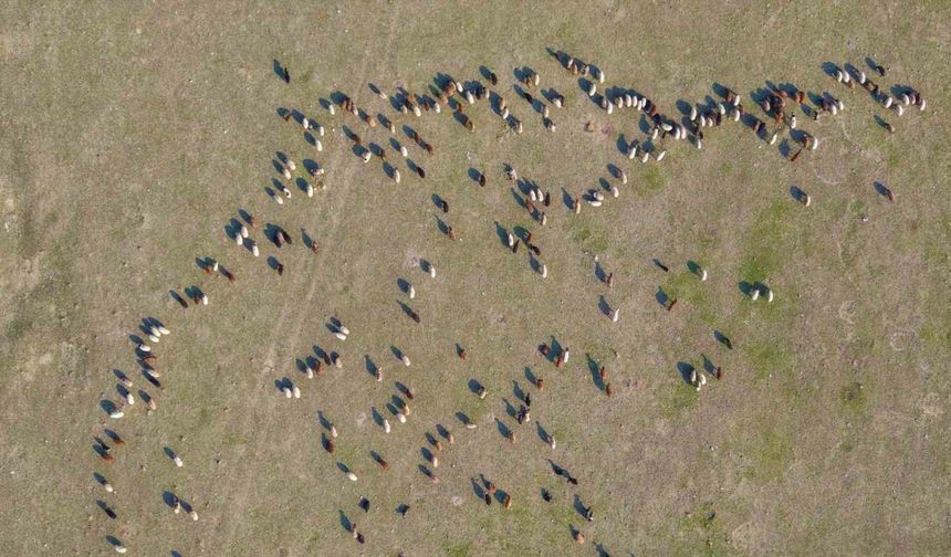 Muş’ta kar yağmayınca yem giderleri azaldı