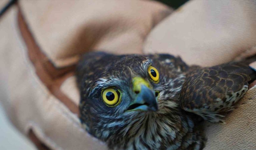 Muş’ta yaralı halde bulunan atmaca tedavi altına alındı