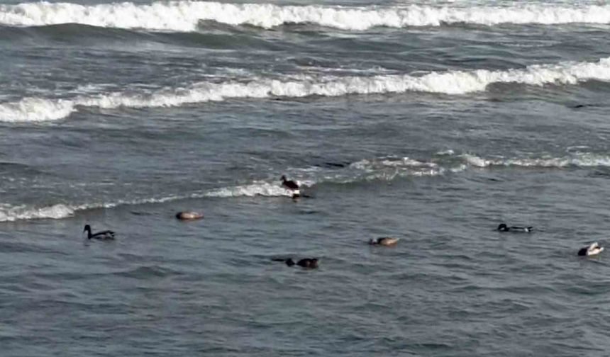 Ordu’da yaban ördekleri şöleni: 11 kuşluk sürü görüntülendi