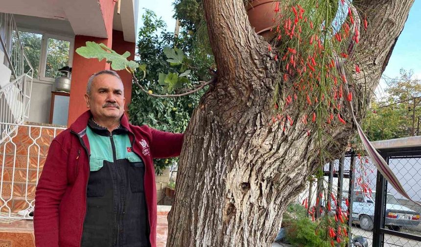 Osmaniye’de dut gövdesinden incir çıktı: Dut ağacının gövdesinde yetişip meyve veren incir ağacı şaşırttı