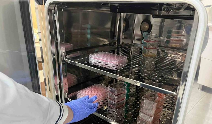 Parkinson’da bağırsak- beyin iletişimi çip üstü organ teknolojisiyle araştırılıyor