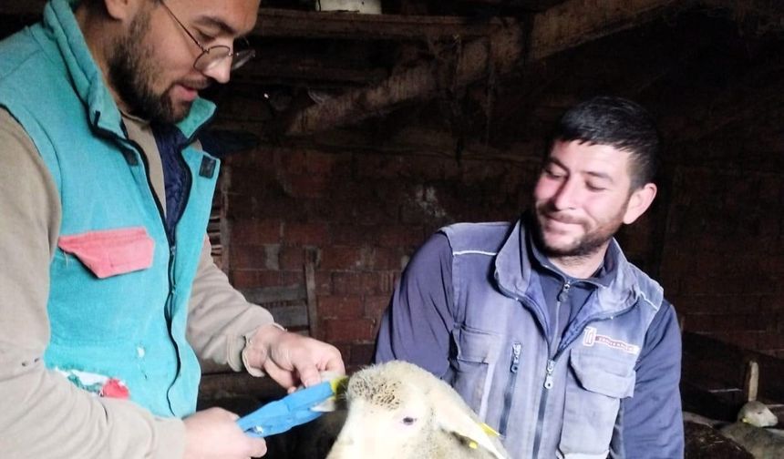 Pınarhisar’da küçükbaş hayvanların küpeleri takıldı