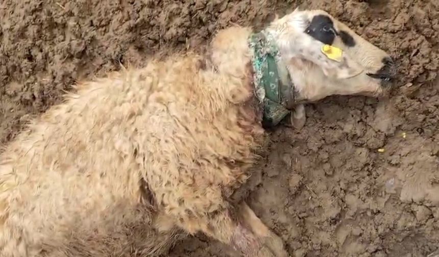 Şanlıurfa’da sürüye saldıran kurt 18 koyunu telef etti