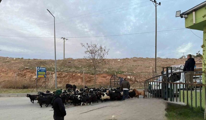 Şap hastalığı nedeniyle kapalı olan Siirt Hayvan Pazarı açıldı