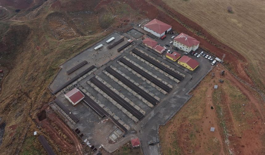 Sivas’ta sokak hayvanları için kapsamlı dönüşüm başladı