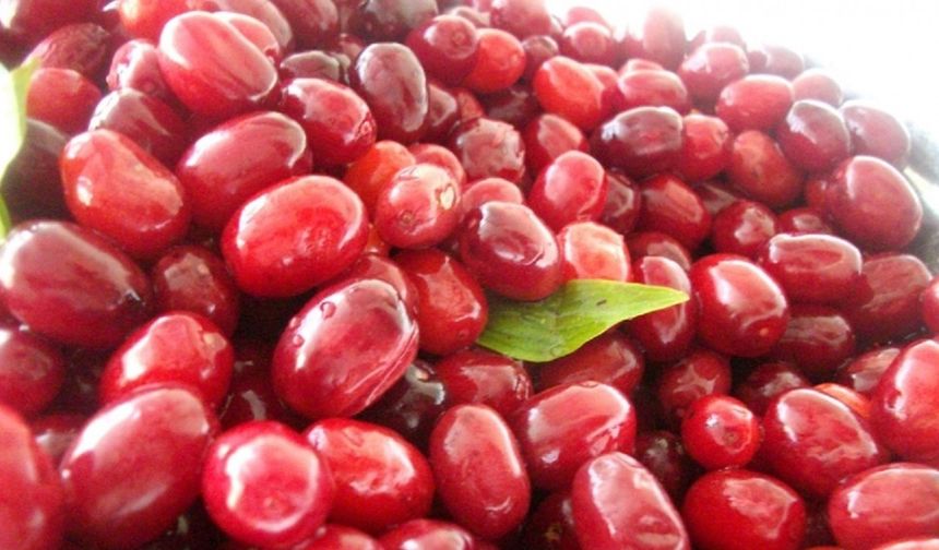 Soğuk algınlığına doğal çözüm: Kızılcık