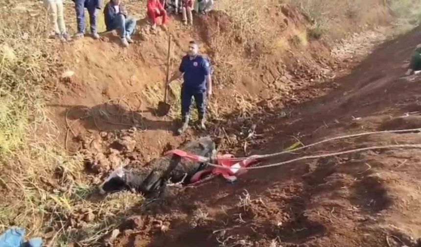 Tahliye kanalına düşen inek kurtarıldı