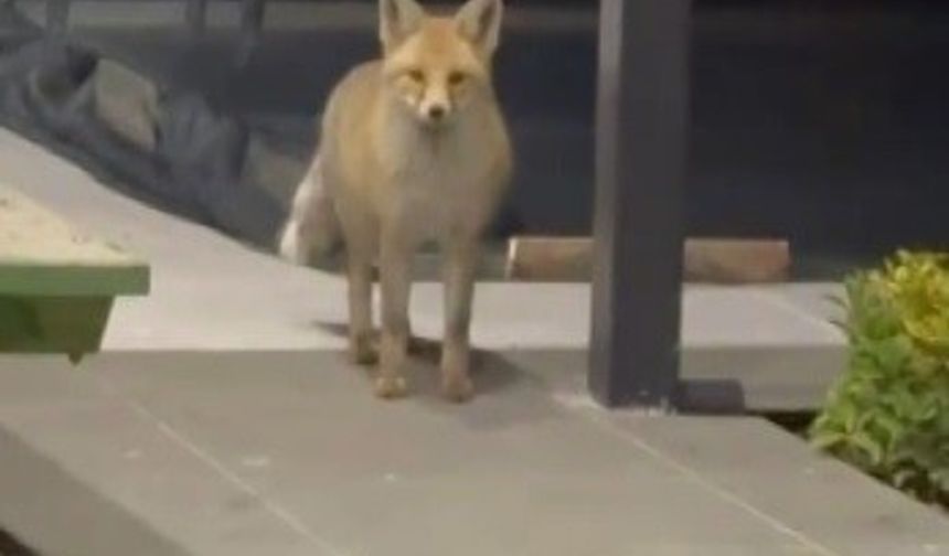 Tilki evin bahçesine girip kedi mamalarını yedi