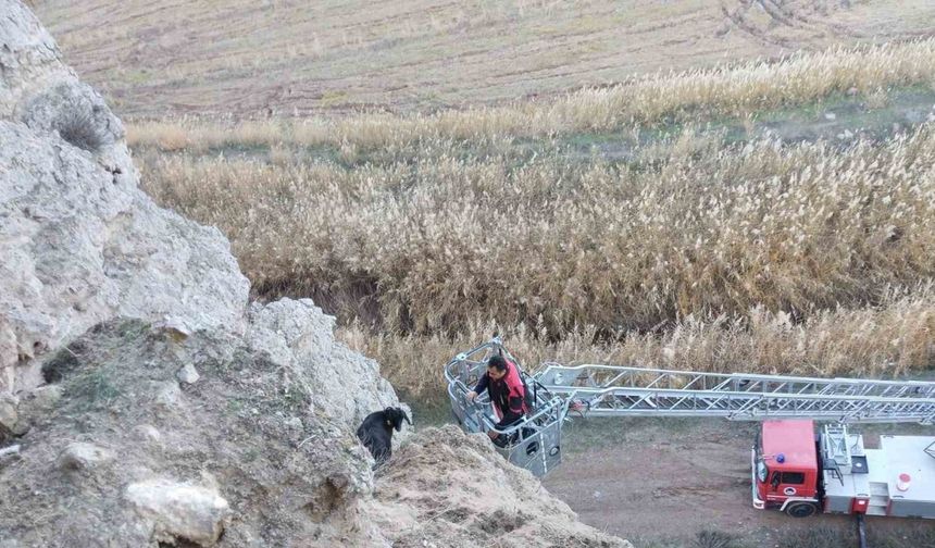 Uçurumda mahsur kalan keçileri itfaiye kurtardı