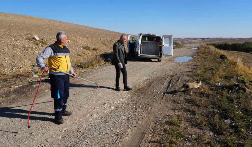 Yaralı tilki tedavisinin ardından doğaya geri bırakıldı