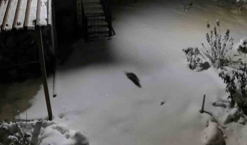 Aç kalan kaya sansarı evlerin dibine kadar indi