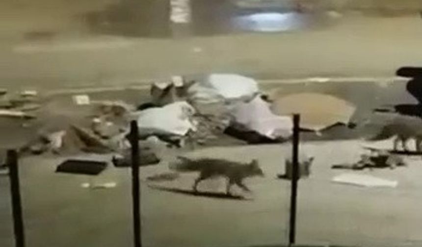 Aç kalan tilkiler yerleşim yerlerine indi
