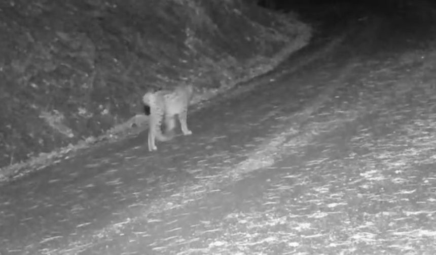 Çankırı'da yaban hayvanlarının karla kaplı doğadaki yaşamı kamerada