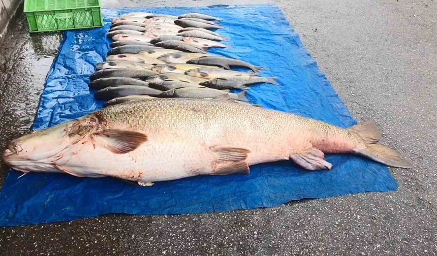 Elazığ'da 52 kilogram ağırlığında turna yakalandı