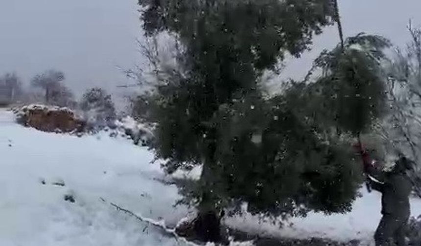 Kar ağırlığına dayanamayan ağaçlar zarar gördü