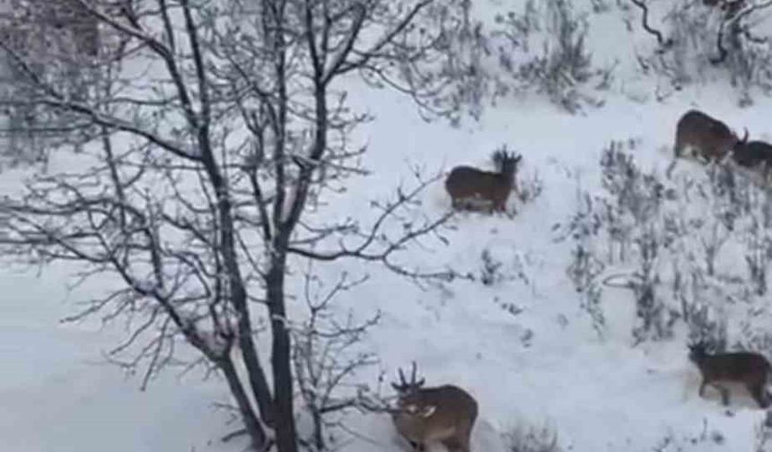 Siirt'te yaban keçileri sürü halinde görüntülendi