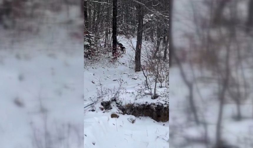 Sinop'ta yiyecek arayan karacalar kameralara yansıdı